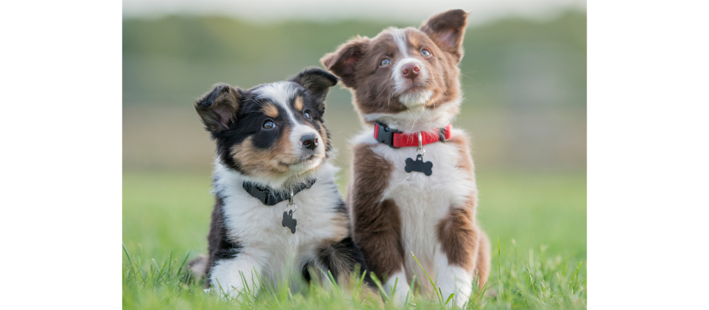 Wie Hunde Physiotherapie funktioniert