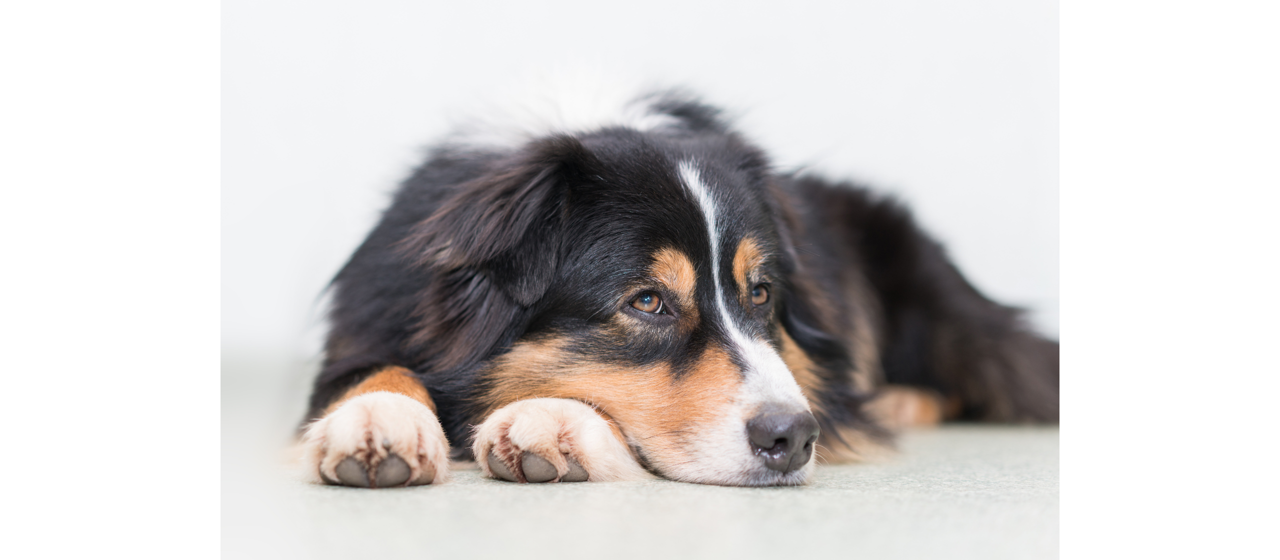 Entspannter Hund nach Physiotherapie fü